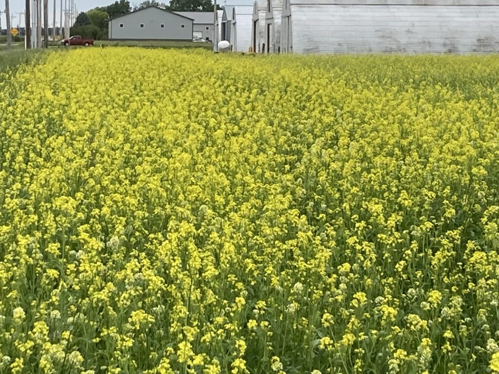 Cover Crops