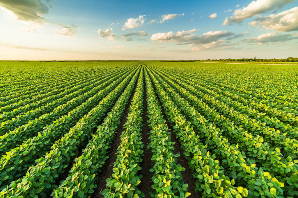 soybean field